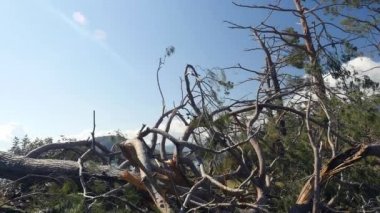 Ormanda talih kuşu. Fırtına hasarı. Phaselis Parkı Türkiye