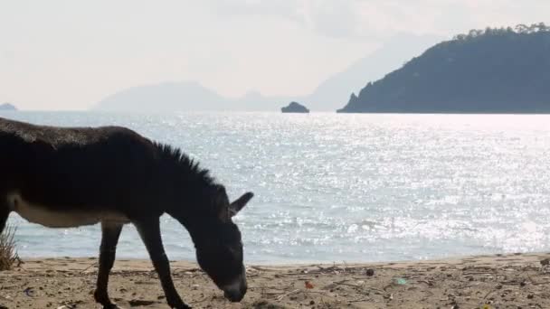 Âne manger de l'herbe près d'une plage — Video