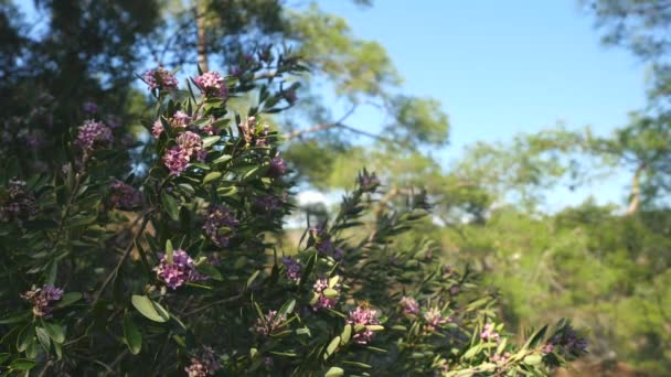 Flores silvestres en el bosque mediterráneo — Vídeo de stock