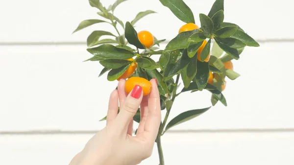Mano de mujer tocando bayas y hojas de kumquat —  Fotos de Stock