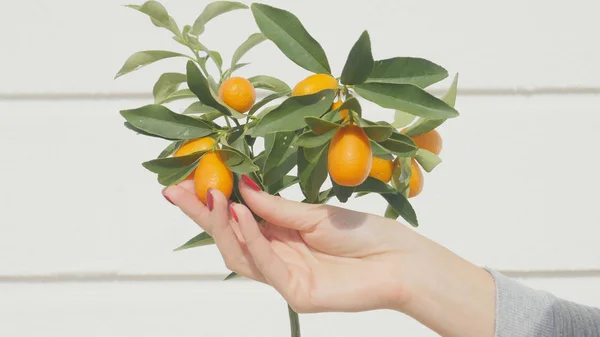 Mano de mujer tocando bayas y hojas de kumquat —  Fotos de Stock