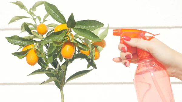 Mano de mujer riego kumquat bayas y hojas —  Fotos de Stock