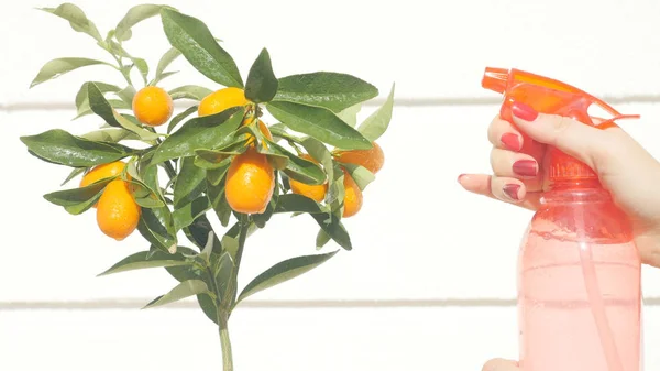 Mano de mujer riego kumquat bayas y hojas —  Fotos de Stock