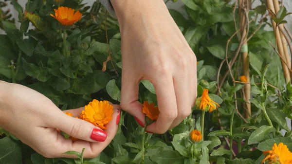 Raccolta boccioli di fiori di calendula — Foto Stock