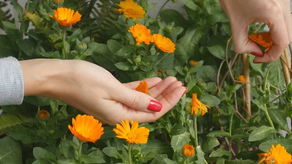 Calendula çiçek tomurcukları toplama