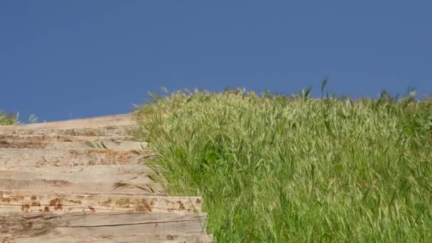 Hermosa vista de la hierba verde escaleras de madera y cielo azul — Vídeos de Stock