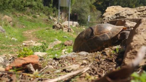 Χελώνα σέρνοντας πράσινο γρασίδι — Αρχείο Βίντεο