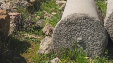 Kaplumbağa sürünen yeşil çim antik Yunan sütun kalıntıları