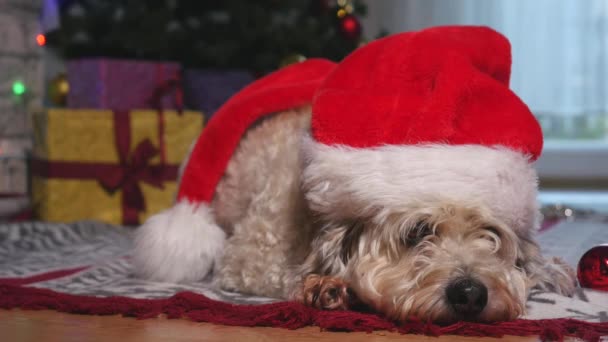 Schattige kleine hond met KERSTMUTS leggen op de vloer en wachten op Kerstmis — Stockvideo