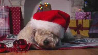 Noel şapka ile Sevimli küçük köpek katta döşeme ve Noel için bekliyor 