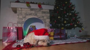 Noel şapka ile Sevimli küçük köpek katta döşeme ve Noel için bekliyor 