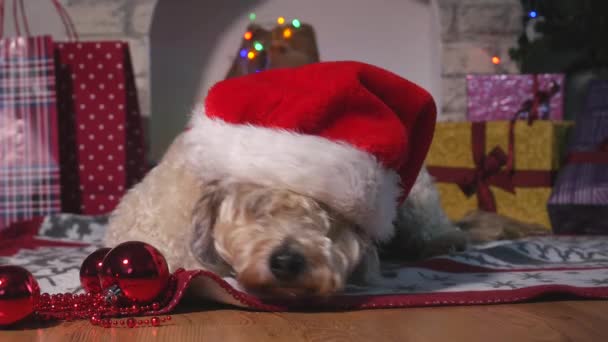 Söt liten hund med jul hatt om på golvet och väntar på julen — Stockvideo