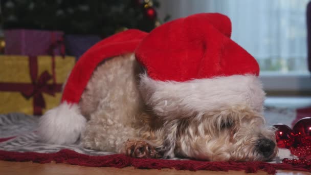 Schattige kleine hond met KERSTMUTS leggen op de vloer en wachten op Kerstmis — Stockvideo