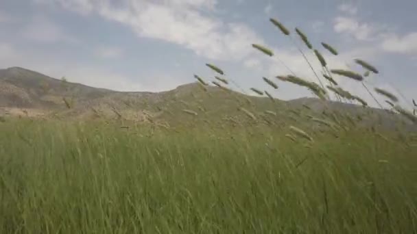 Zelené uši u pšenice na poli ve větru — Stock video