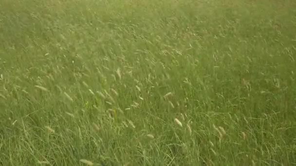 Las espigas verdes del trigo se balancean en el campo en el viento — Vídeos de Stock