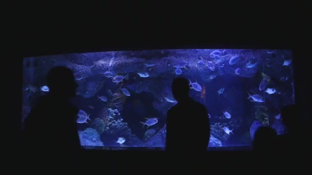 Silhouetten van mensen die vissen observeren in het aquarium. Verschillende soorten vissen zwemmen in de hoofdtank. — Stockvideo