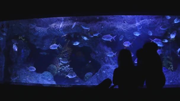 Familiensilhouette mit kleinem Kind beim Beobachten von Fischen im Aquarium. — Stockvideo