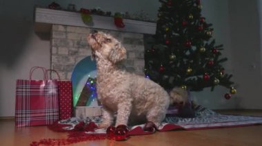 Kadın sevimli köpek yavrusu kapalı ile oynuyor