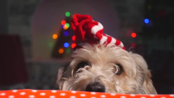 Carino cane cucciolo in piccolo cappello di Natale rimanendo dietro il tavolo e guardare avanti — Video Stock