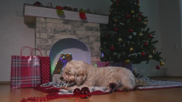 Lindo perrito comer palillo de comida, tendido en el suelo y esperando la Navidad — Vídeo de stock