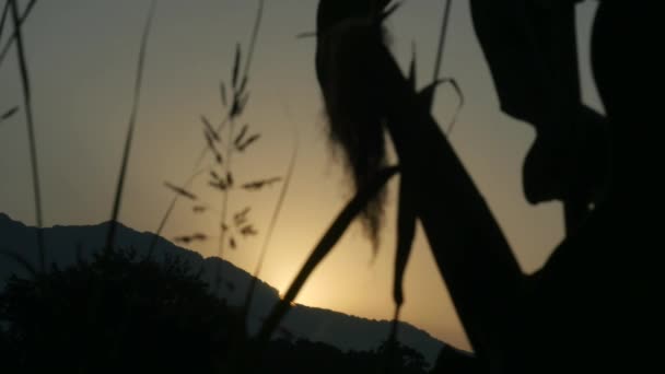 Silueta de borlas de tallo de maíz frente a una puesta de sol dorada y montañas — Vídeos de Stock