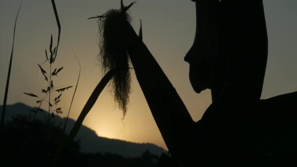 Silhouet van maïs stalken kwasten voor een gouden zonsondergang en bergen — Stockvideo