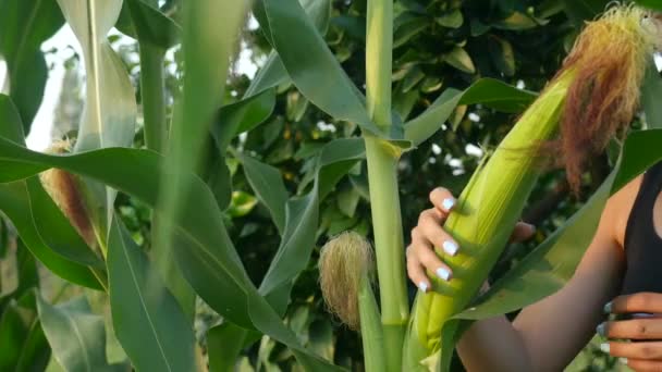 Corn on the stalk in the field. Corn on the stalk in the field before harvest. — Stock Video