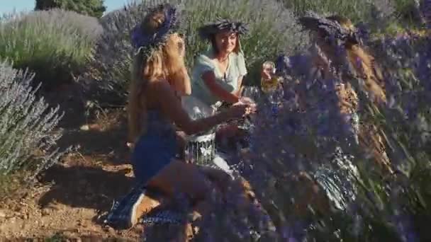 Fyra unga kvinnor har picknick med vin i lavendelfältet. — Stockvideo