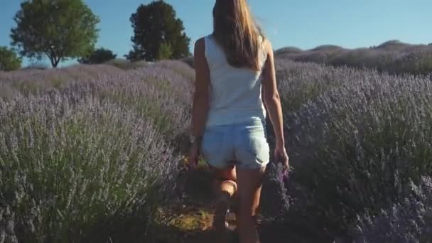 Mujer joven en ropa casual caminando en el campo de lavanda — Vídeos de Stock