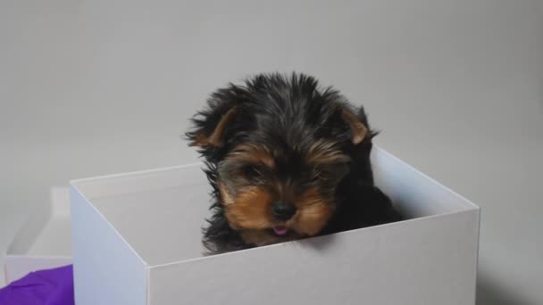 Yorkshire puppy in de doos — Stockvideo
