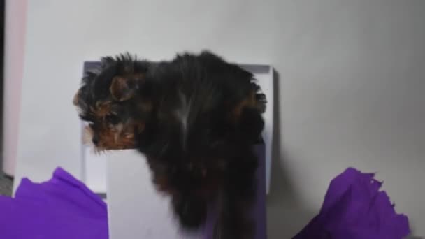 상자 안에 있는 요크셔 강아지 — 비디오