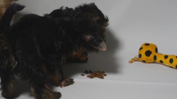 요크셔 강아지들이 마른 음식을 먹고 있다 — 비디오