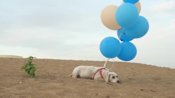 Hund med ballonger på stranden — Stockvideo