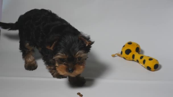 Yorkshire cachorro comer comida seca — Vídeo de stock