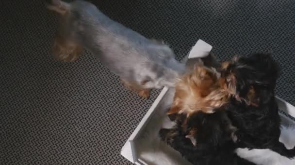 Dua anak anjing Yorkshire di dalam kotak — Stok Video