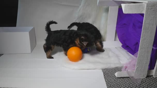 Yorkshire cachorro jugando — Vídeos de Stock