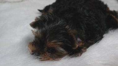 İki Yorkshire köpeği uyuyor.