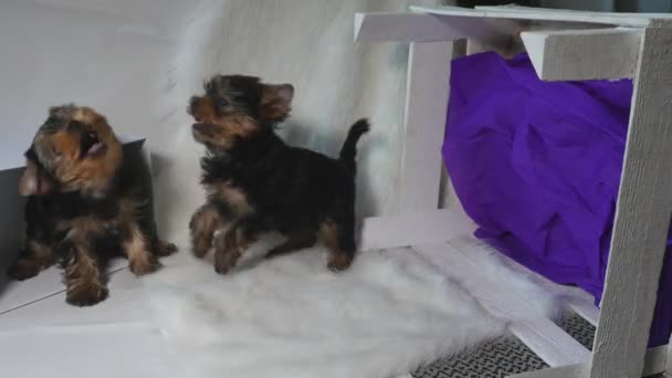 Twee yorkshire puppies spelen — Stockvideo