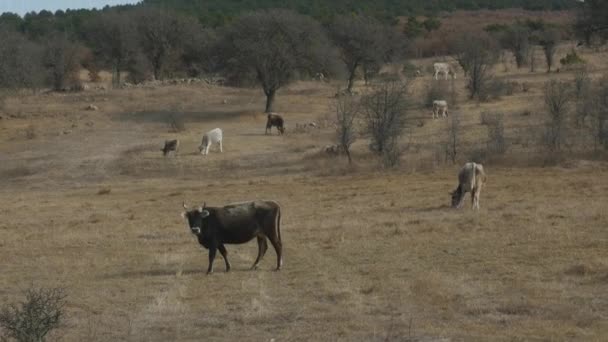 Krowy pasące się na wschodnich pastwiskach zimowych — Wideo stockowe