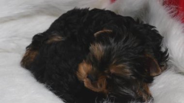 İki Yorkshire köpeği uyuyor.