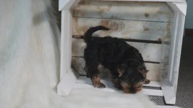 Kutudaki Yorkshire köpeği 