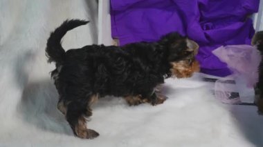 İki Yorkshire yavrusu köpek kulübesinde