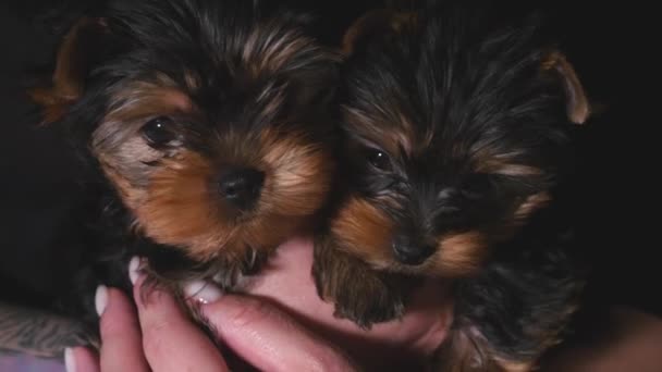 Deux chiots du yorkshire à la main — Video