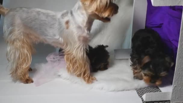 Dos cachorros de Yorkshire y su madre jugando juntos — Vídeo de stock