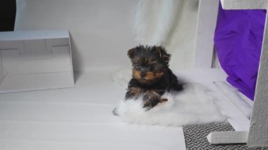 Yorkshire köpeği yerde yatıyor.