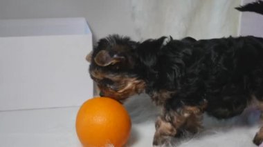 Yorkshire köpek oyunu