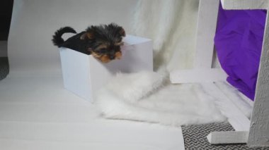 Kutudaki Yorkshire köpeği 