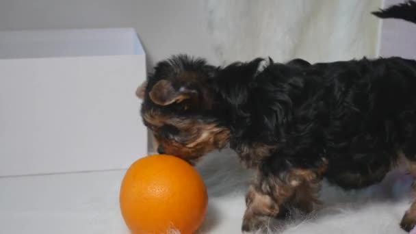 Yorkshire cachorro jugando — Vídeo de stock