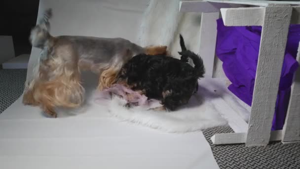 Twee yorkshire puppies spelen — Stockvideo