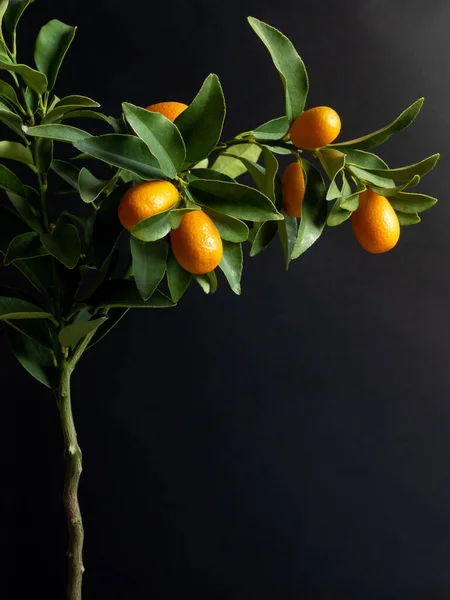 Rama de árbol kumquat maduro sobre fondo negro —  Fotos de Stock